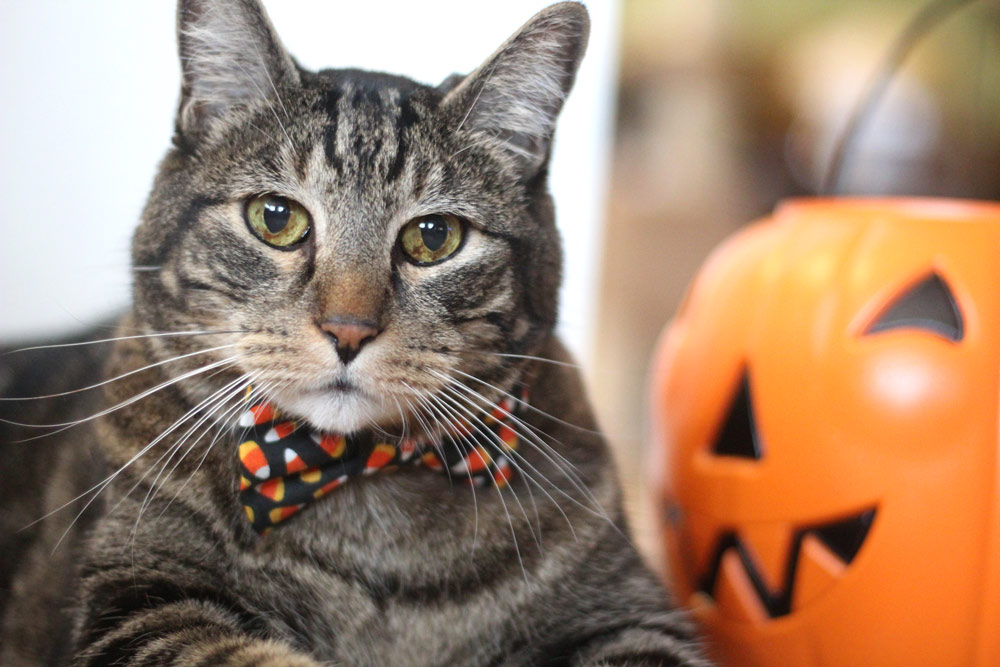 sundays with tabs the cat makeup and beauty blog mascot vol 876