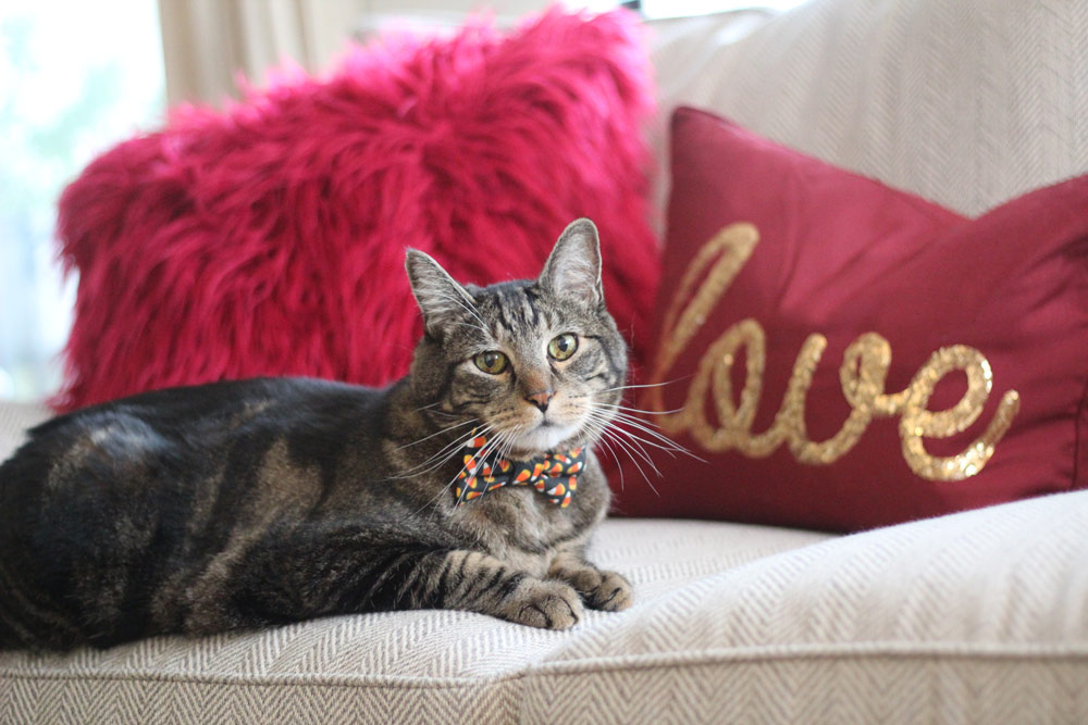 sundays with tabs the cat makeup and beauty blog mascot vol 876