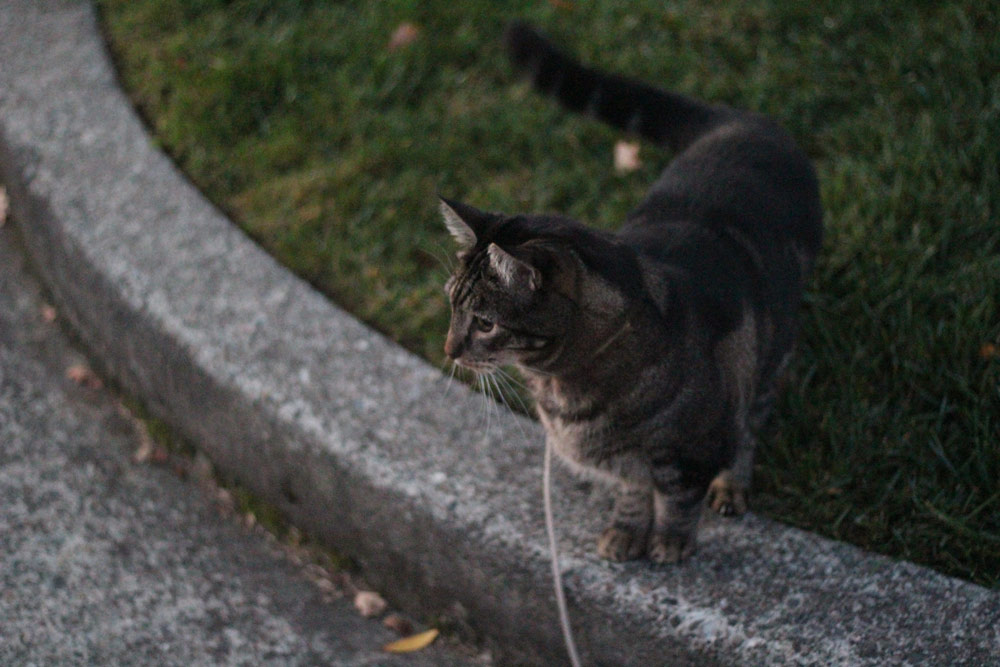 sundays with tabs the cat makeup and beauty blog mascot vol 876