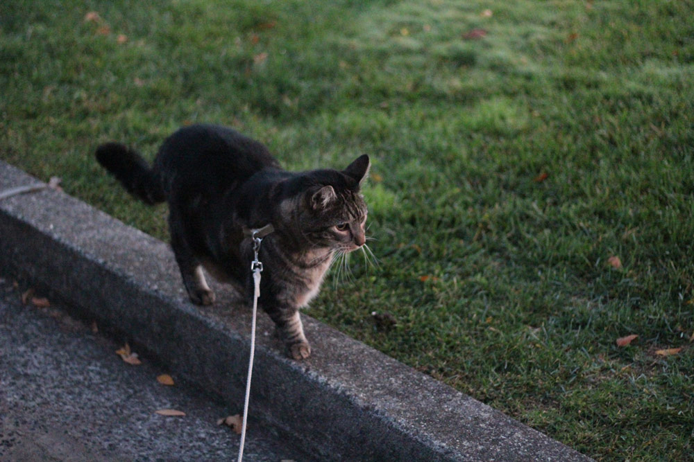 sundays with tabs the cat makeup and beauty blog mascot vol 876