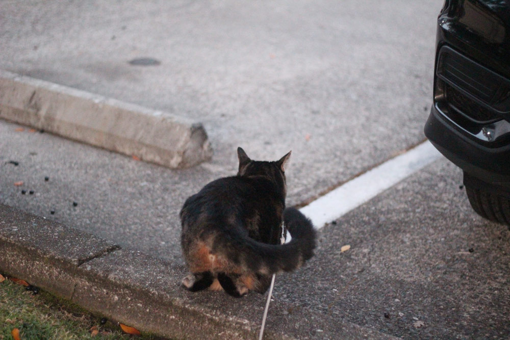 sundays with tabs the cat makeup and beauty blog mascot vol 876