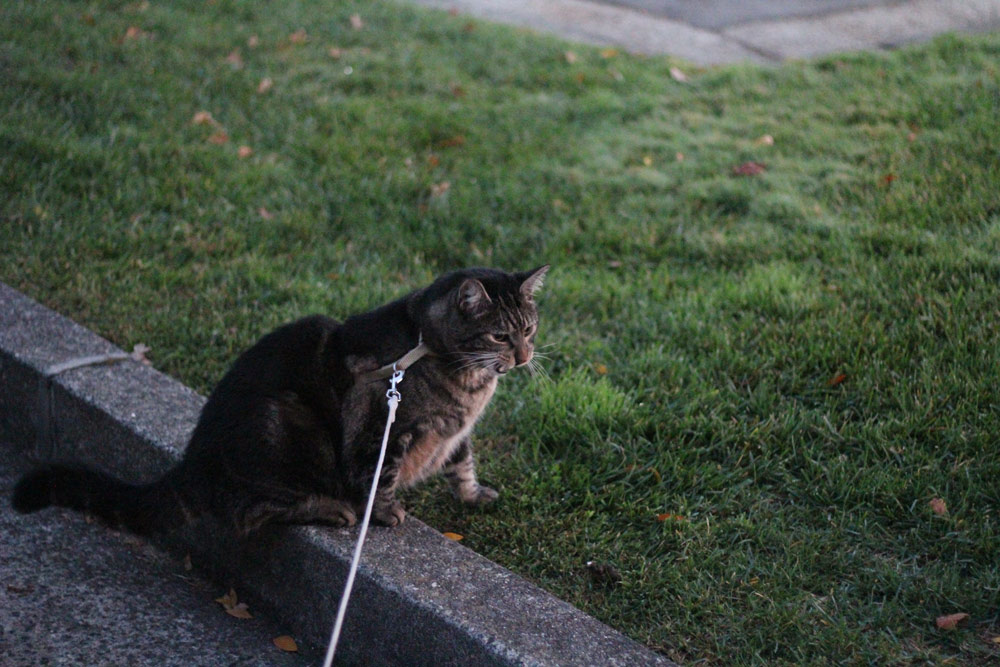 sundays with tabs the cat makeup and beauty blog mascot vol 876