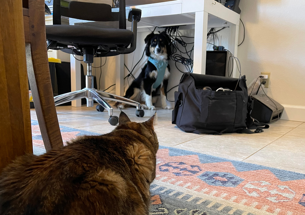 sundays with tabs the cat makeup and beauty blog mascot vol 877