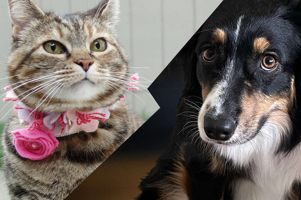 sundays with tabs the cat makeup and beauty blog mascot vol 877