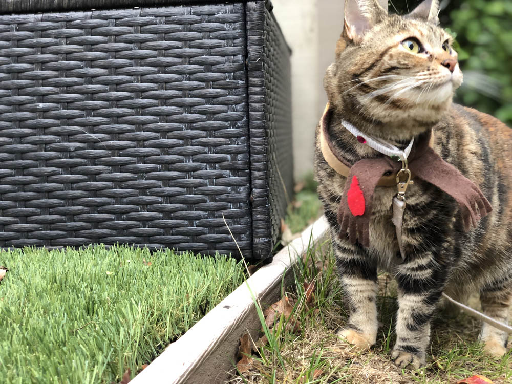 sundays with tabs the cat makeup and beauty blog mascot vol 877
