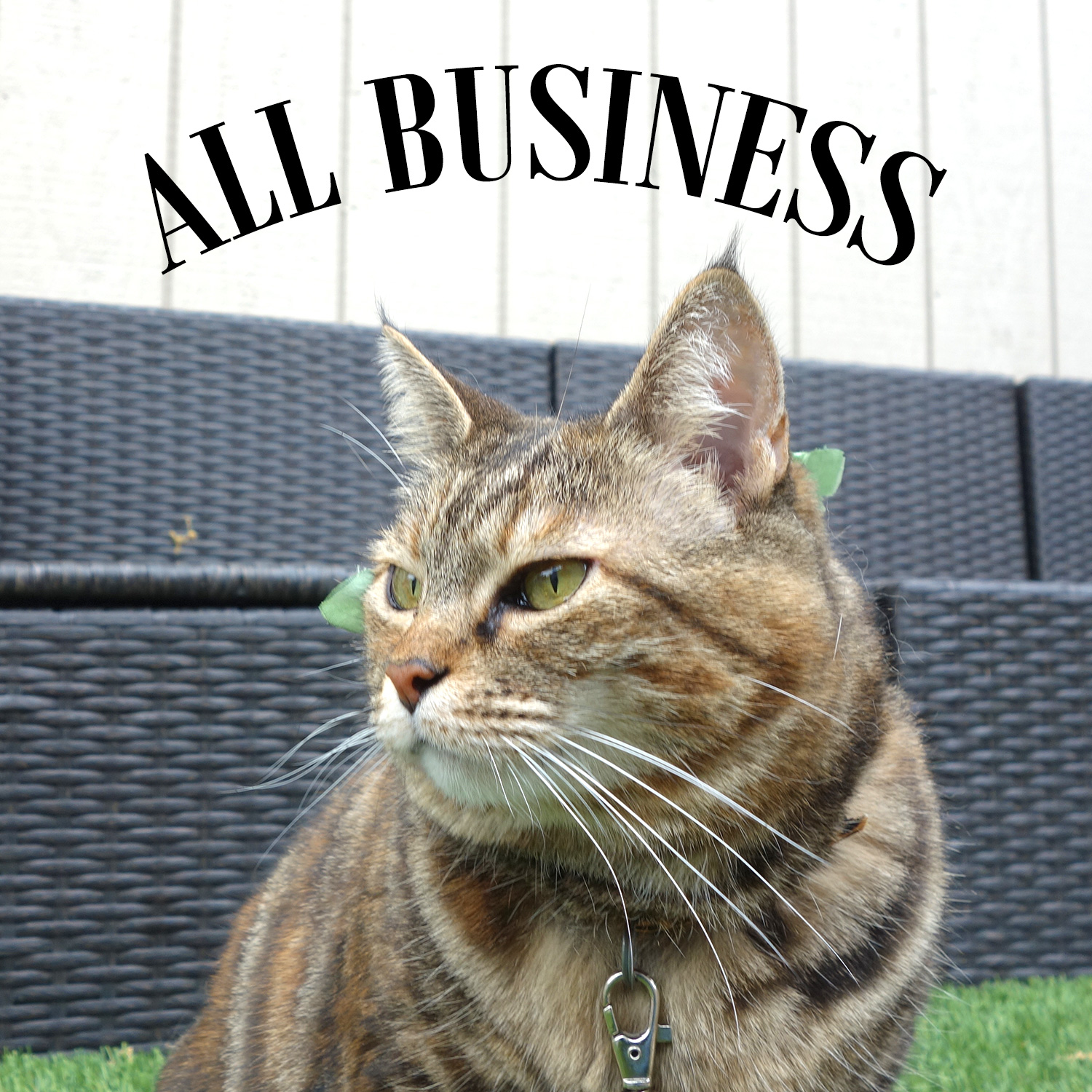 sundays with tabs the cat makeup and beauty blog mascot vol 878