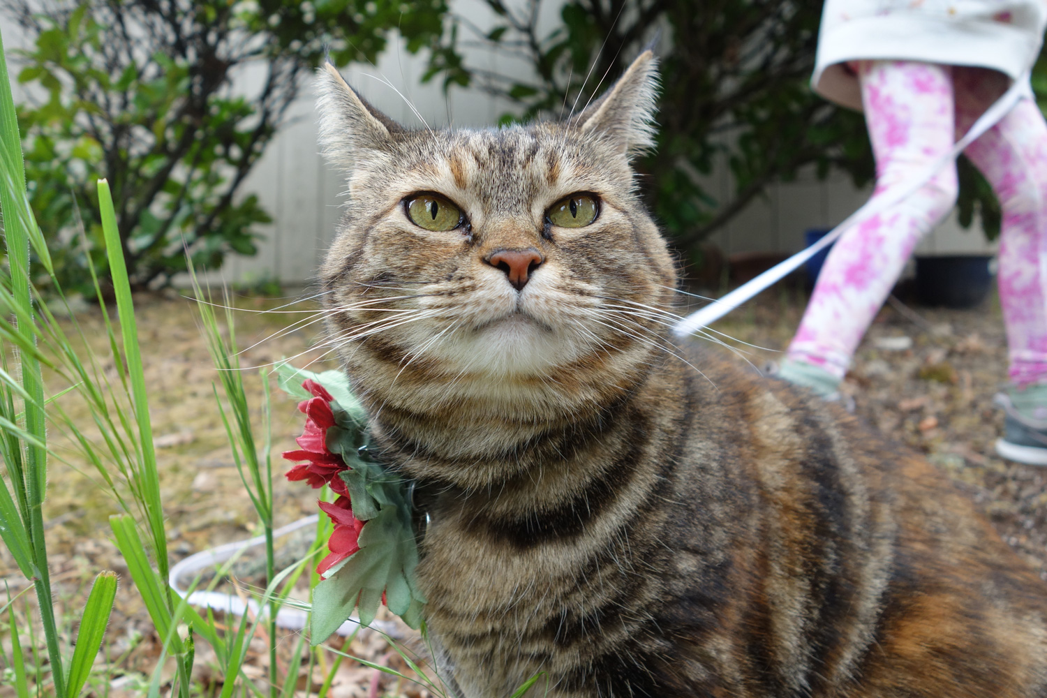 sundays with tabs the cat makeup and beauty blog mascot vol 878