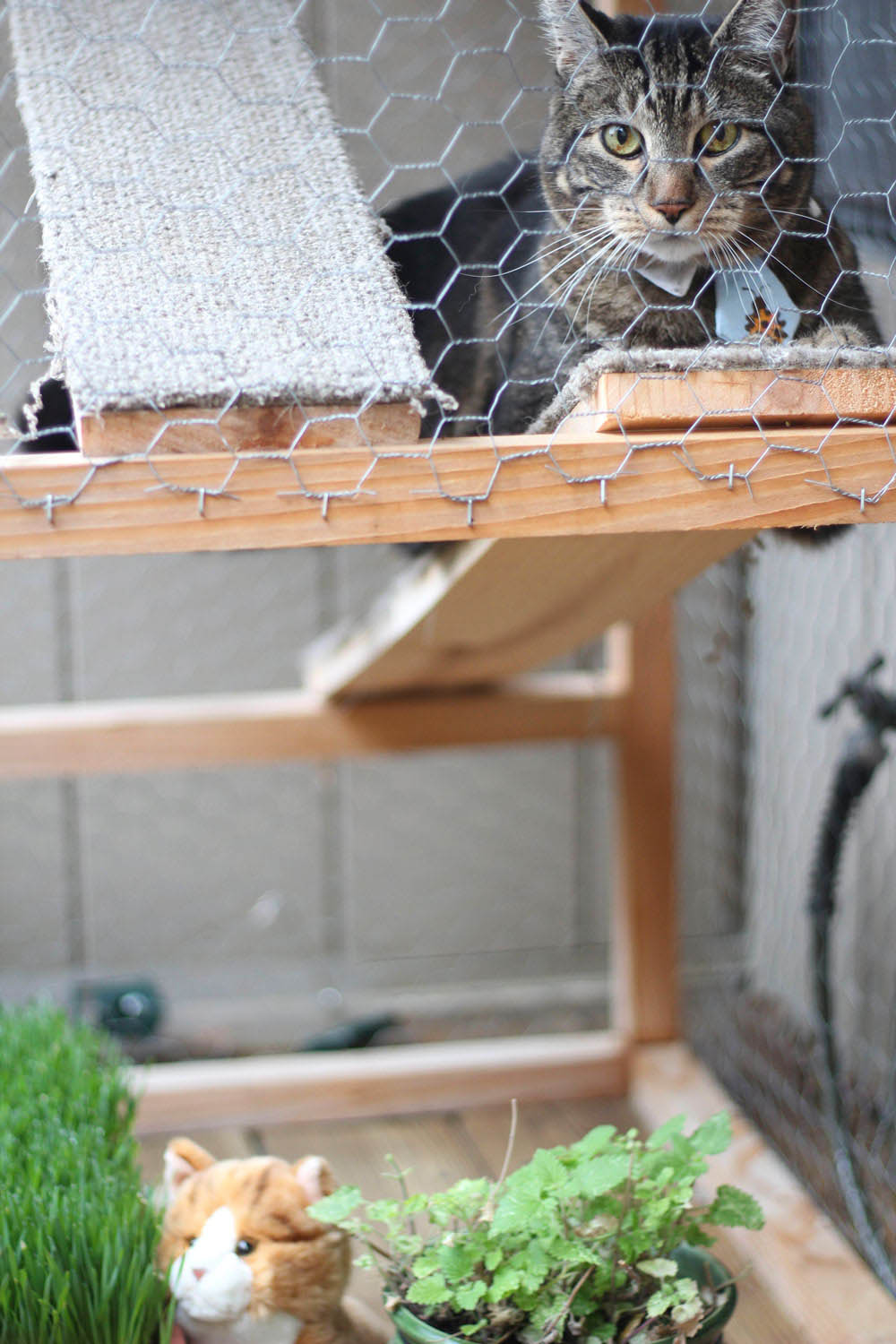 sundays with tabs the cat makeup and beauty blog mascot vol 878