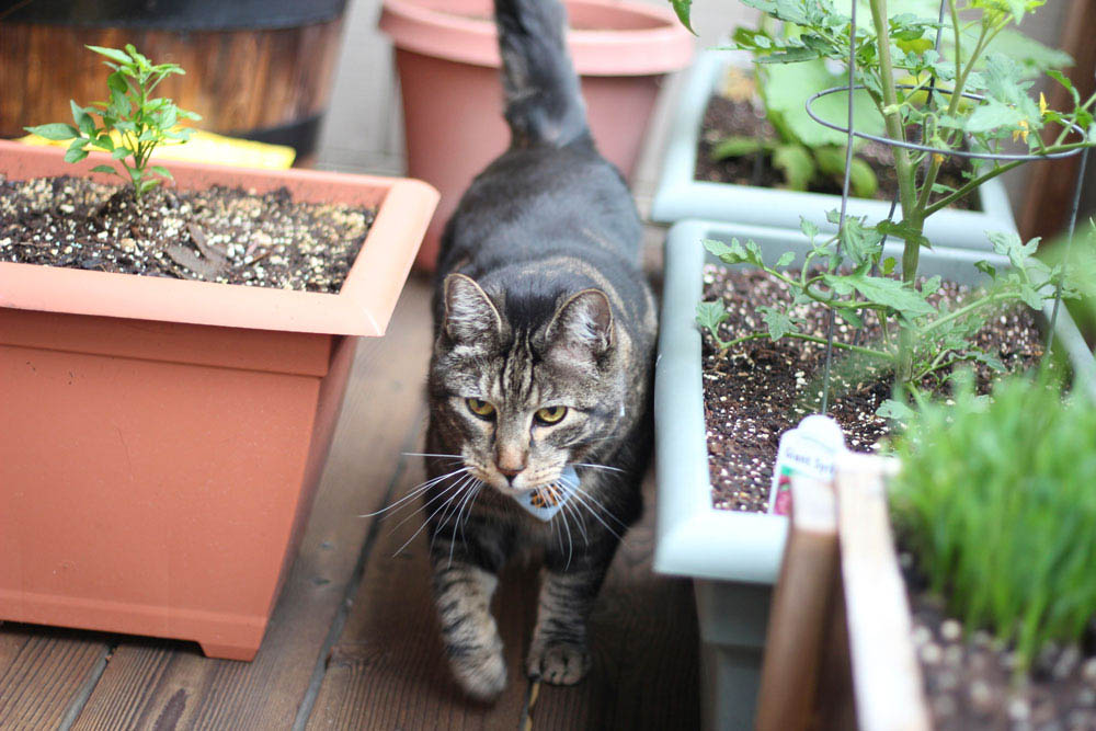 sundays with tabs the cat makeup and beauty blog mascot vol 878